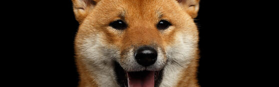 Shiba Inu Coin Prognose 1 Euro