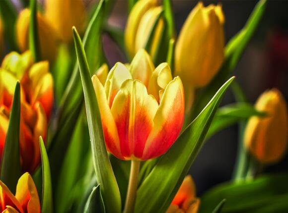 Tulpen