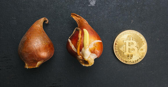 Bitcoin tulpenbollen