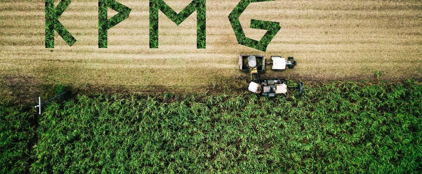 KPMG suikerriet