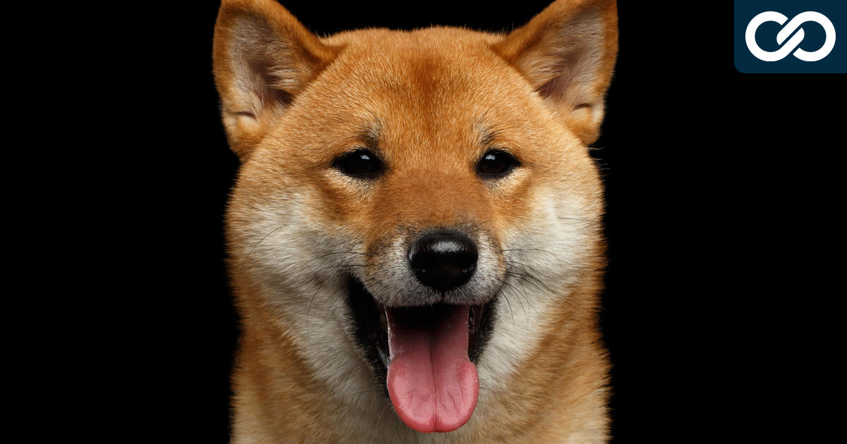 Coin shiba inu