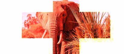 Rode Kruis Kenia Olifant
